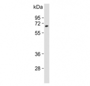 Western blot testing of human cerebellum lysate with UGT2B4 antibody. Predicted molecular weight: 43/46/61 kDa (three isoforms).