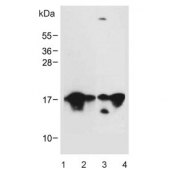 Western blot testing of 1) human brain, 2) human U-251 MG, 3) mouse NIH 3T3 and 4) mouse brain lysate with MAP1LC3A antibody. Predicted molecular weight ~14 kDa.