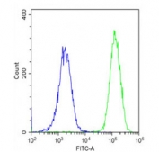 NPPA Antibody RD Cell Flow Cytometry. Flow cytometric analysis of fixed and permeabilized human RD cells stained with NPPA antibody demonstrates a pronounced rightward shift of the green histogram (NPPA antibody) relative to the blue histogram (isotype control), consistent with expression of Natriuretic Peptide Precursor A (NPPA). NPPA encodes the precursor protein for Atrial Natriuretic Peptide (ANP/ANF), a peptide hormone involved in cardiovascular homeostasis, endocrine signaling, and regulation of fluid balance. The distinct separation between the NPPA-stained and control populations supports specific detection of intracellular NPPA and demonstrates the utility of this antibody for flow cytometric studies of natriuretic peptide biology and hormone-related signaling pathways. Cells were fixed, permeabilized, and stained prior to analysis.