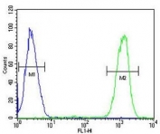 IKAROS Antibody CEM Flow Cytometry. Flow cytometric analysis of human CEM cells stained with IKAROS Antibody demonstrates a pronounced rightward shift of the positive population (green histogram) relative to the isotype control (blue histogram). The observed fluorescence profile is consistent with expression of Ikaros (IKZF1), a zinc finger transcription factor that functions as a master regulator of lymphocyte differentiation, hematopoietic development, and immune cell lineage commitment. The clear separation between the antibody-stained and control populations supports specific detection of endogenous IKZF1 by intracellular flow cytometry and demonstrates the utility of this antibody for FACS applications. Blue = isotype control. Green = IKAROS antibody.