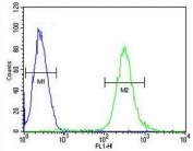 Flow cytometry testing of human CEM cells with ATF7IP2 antibody; Blue=isotype control, Green= ATF7IP2 antibody.