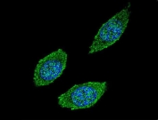 CSF2 Antibody. Immunofluorescent staining of human HEK293 cells with CSF2 antibody (green) and DAPI nuclear stain (blue).