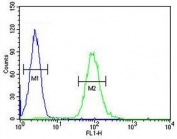 CSF2 Antibody FACS. Flow cytometry testing of human HL60 cells with CSF2 antibody; Blue=isotype control, Green= CSF2 antibody.