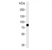 Western blot testing of human blood plasma lysate with LRRC45 antibody. Predicted molecular weight ~76 kDa.