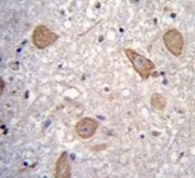 CNIH2 Antibody Human Brain IHC. Immunohistochemistry testing of FFPE human brain tissue with CNIH2 antibody. HIER: steam section in pH6 citrate buffer for 20 min and allow to cool prior to staining.