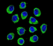 CNIH2 Antibody IF. Immunofluorescent staining of human U-251 MG cells with CNIH2 antibody (green) and DAPI nuclear stain (blue).