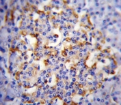 CMGA Antibody Human Pancreas Tissue IHC. Immunohistochemistry testing of FFPE human pancreas tissue with CMGA antibody. HIER: steam section in pH6 citrate buffer for 20 min and allow to cool prior to staining.