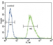 CMGA Antibody FACS. Flow cytometry testing of human A549 cells with CMGA antibody; Blue=isotype control, Green= CMGA antibody.