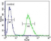 Flow cytometry testing of human A549 cells with ARRB1 antibody; Blue=isotype control, Green= ARRB1 antibody.