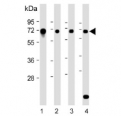 Western blot testing of 1) human HeLa, 2) human HepG2, 3) human SK-OV-3 and 4) mouse C2C12 cell lysate with DYRK2 antibody. Predicted molecular weight ~67 kDa.
