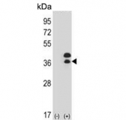 DLX5 Antibody 293 Cell Overexpression WB. Western blot analysis of lysates from 1) non-transfected 293 cells and 2) 293 cells transfected with a DLX5 expression construct using DLX5 Antibody. Two immunoreactive bands are detected in the transfected sample at approximately 38-40 kDa and 43-45 kDa, while little to no corresponding signal is observed in the non-transfected control. Both bands migrate above the predicted molecular weight of approximately 32 kDa and may represent differently modified or processed forms of DLX5. These results demonstrate that DLX5 Antibody, a Homeobox Transcription Factor Antibody, specifically detects overexpressed DLX5.