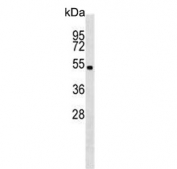 Western blot testing of mouse cerebellum tissue lysate with Stk11 antibody. Predicted molecular weight ~49 kDa.
