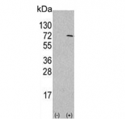 Western blot testing of 1) non-transfected and 2) transfected 293 cell lysate with ATG4D antibody.