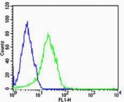 FABP3 Antibody HepG2 FACS. Flow cytometry testing of human HepG2 cells with FABP3 antibody; Blue=isotype control, Green= FABP3 antibody.