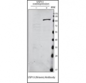 Detection of USP13 in HeLa cells expressing exogenous USP13 using USP13 antibody. (Data provided by Amy Chen, Burnham Institute for Medical Research)