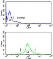 Flow cytometry testing of human Ramos cells with U2AF1 antibody; Blue=isotype control, Green= U2AF1 antibody.
