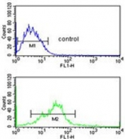 Flow cytometry testing of human MCF7 cells with ErbB3-binding protein 1 antibody; Blue=isotype control, Green= ErbB3-binding protein 1 antibody.