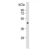 Western blot testing of human HepG2 cell lysate with G6PC antibody. Predicted molecular weight ~41 kDa.