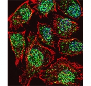 Immunofluorescent staining of fixed and permeabilized human U-251 cells with Teashirt homolog 2 antibody (green), DAPI nuclear stain (blue) and anti-Actin (red).