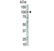 Western blot testing of human A375 cell lysate with Major Vault Protein antibody. Expected molecular weight: 104~110 kDa.