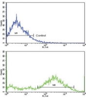 Major Vault Protein Antibody for FACS. Flow cytometry analysis of MVP (Major Vault Protein / LRP) expression in human NCI-H292 cells using a rabbit polyclonal antibody. Cells were fixed and permeabilized prior to staining. The Major vault protein antibody (green) shows a clear shift relative to the isotype control (blue), indicating specific intracellular detection of MVP. The defined positive population supports sensitive single-cell analysis of MVP expression, consistent with its role in epithelial cancer cells and involvement in drug resistance and cellular stress response pathways.