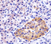 REDD-1 Antibody Human Pancreas IHC. IHC staining of FFPE human pancreas tissue with REDD-1 antibody demonstrated moderate to strong cytoplasmic staining of pancreatic epithelial cells, with particularly prominent staining within islet cell populations. REDD-1, also known as DDIT4 (DNA Damage Inducible Transcript 4), is a stress-responsive regulator of mTOR signaling that is induced by hypoxia, oxidative stress, nutrient deprivation, and metabolic challenges. By suppressing mTOR activity, REDD-1 helps coordinate cellular adaptation and energy conservation under adverse conditions. The staining pattern observed is consistent with the high metabolic activity of pancreatic tissues and the importance of stress-response pathways in maintaining cellular homeostasis. Heat-induced epitope retrieval was performed by steaming tissue sections in pH 6 citrate buffer for 20 minutes and allowing them to cool prior to staining. These results support the utility of REDD-1 Antibody for studies of mTOR pathway regulation, cellular stress responses, metabolism, and pancreatic biology.