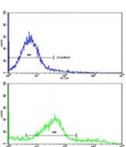 Flow cytometry testing of human HeLa cells with CLNS1A antibody; Blue=isotype control, Green= CLNS1A antibody.