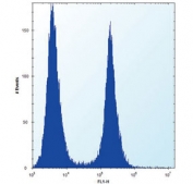 Flow cytometry testing of human HeLa cells with ENO1 antibody; Left=isotype control, Right= ENO1 antibody.