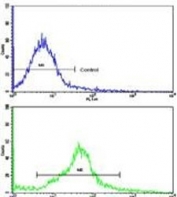 Flow cytometry testing of human HeLa cells with OASIS antibody; Blue=isotype control, Green= OASIS antibody.