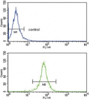 DCN Antibody FACS. Flow cytometry testing of human HepG2 cells with DCN antibody; Blue=isotype control, Green= DCN antibody.