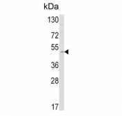 Western blot testing of mouse cerebellum tissue lysate with Endothelin B Receptor antibody. Expected molecular weight of EDNRB is ~49â59 kDa (predicted), but the receptor consistently migrates around ~45 kDa on SDS-PAGE, often appearing as a single or doublet band depending on glycosylation state. This pattern is well-documented in peer-reviewed studies.