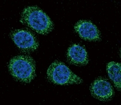 Immunofluorescent staining of human HEK293 cells with Cytochrome P450 3A5 antibody (green) and DAPI nuclear stain (blue).