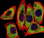 Immunofluorescent staining of fixed and permeabilized human U-251 cells with Protein-glutamine gamma-glutamyltransferase 2 antibody (green), DAPI nuclear stain (blue) and anti-Actin (red).