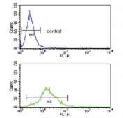 Flow cytometry testing of human Ramos cells with SREBF1 antibody; Blue=isotype control, Green= SREBF1 antibody.
