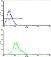 Flow cytometry testing of human K562 cells with PPIase D antibody; Blue=isotype control, Green= PPIase D antibody.