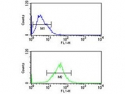 Flow cytometry testing of human MCF7 cells with Sm-D3 antibody; Blue=isotype control, Green= Sm-D3 antibody.
