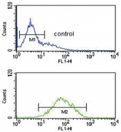 Flow cytometry testing of human K562 cells with ANKH antibody; Blue=isotype control, Green= ANKH antibody.