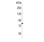 Western blot testing of human HepG2 cell lysate with Cadherin 20 antibody. Predicted molecular weight ~89 kDa.