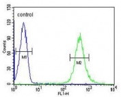 HOXA3 Antibody Human HL60 Flow Cytometry. Flow cytometric analysis of human HL60 cells using HOXA3 antibody demonstrated a clear rightward shift in fluorescence intensity (green) compared with the isotype control (blue), indicating specific detection of HOXA3 expression. HOXA3 is a homeobox transcription factor that regulates developmental gene expression, hematopoietic differentiation, and cellular lineage specification. Expression in HL60 promyelocytic leukemia cells is consistent with the established role of HOXA3 and other HOX family members in hematopoiesis and leukemia biology. These results support the utility of HOXA3 Antibody for flow cytometric analysis of HOXA3 expression in studies of developmental transcriptional regulation, stem cell biology, hematopoiesis, and cancer research.