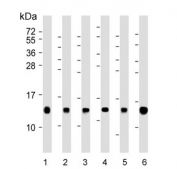 Histone H4 Antibody Human Mouse Rat WB. Western blot analysis of nucleosome core histone H4 expression in whole cell lysates. Lane 1: human HL60 cells, Lane 2: mouse NIH 3T3 cells, Lane 3: human HeLa cells, Lane 4: human A431 cells, Lane 5: rat H-4-II-E cells, Lane 6: rat C6 cells. A band is detected at approximately 11 kDa, consistent with the predicted molecular weight of Histone H4 (HIST1H4). Consistent band detection across human, mouse, and rat samples reflects the highly conserved and ubiquitous expression of histone H4 as a core nucleosomal protein.