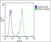 Flow cytometry testing of fixed and permeabilized human A549 cells with SFTPC antibody; Blue=isotype control, Green= SFTPC antibody.