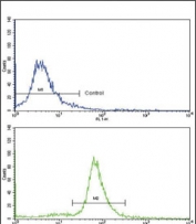 Flow cytometry testing of fixed and permeabilized human ATDC5 cells with Ornithine transcarbamylase antibody; Blue=isotype control, Green= Ornithine transcarbamylase antibody.