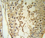 MAPE Antibody Testis Immunohistochemistry. IHC staining of FFPE human testis tissue with MAPE antibody. HIER: steam section in pH6 citrate buffer for 20 min and allow to cool prior to staining.