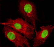FOXD1 Antibody HepG2 Cell IF. Immunofluorescent staining of fixed and permeabilized human HepG2 cells using FOXD1 antibody demonstrates strong nuclear localization of Forkhead Box Protein D1 (FOXD1), shown in green. FOXD1 is a developmental transcription factor that regulates gene expression programs involved in cellular differentiation, tissue patterning, and organogenesis. The observed nuclear staining pattern is consistent with the role of FOXD1 as a DNA-binding transcriptional regulator controlling developmental and tissue-specific gene expression networks. Phalloidin staining (red) highlights the actin cytoskeleton and provides contrast to the predominantly nuclear distribution of FOXD1. These findings support the utility of FOXD1 antibody for studies of developmental biology, transcriptional regulation, and cellular differentiation pathways.
