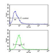 Flow cytometry testing of human HeLa cells with Glypican-1 antibody; Blue=isotype control, Green= Glypican-1 antibody.
