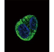 Immunofluorescent staining of fixed and permeabilized human HepG2 cells with Fibrinogen alpha antibody (green) and DAPI nuclear stain (blue).