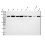 Western blot analysis of TCF12 using anti-HEB/TCF12 antibody. Lane 1: human whole cell lysates, Lane 2: human Jurkat whole cell lysates, Lane 3: human Hela whole cell lysates, Lane 4: human 293T whole cell lysates, Lane 5: rat thymus tissue lysates, Lane 6: rat C6 whole cell lysates, Lane 7: mouse thymus tissue lysates, Lane 8: mouse NIH/3T3 whole cell lysates. After electrophoresis, proteins were transferred to a nitrocellulose membrane at 150 mA for 50-90 minutes. Blocked the membrane with 5% non-fat milk/TBS for 1.5 hour at RT. The membrane was incubated with rabbit anti-TCF12 antibody at 0.5 ug/ml overnight at 4oC, then washed with TBS-0.1%Tween 3 times with 5 minutes each and probed with a goat anti-rabbit IgG-HRP secondary antibody at a dilution of 1:5000 for 1.5 hour at RT. The signal was developed using enhanced chemiluminescent. Expected size of TCF12 ~73 kDa (canonical isoform). Observed band at ~85 kDa is consistent with validated antibody specifications (~80-85 kDa) and likely reflects expression of a longer splice isoform and/or post-translationally modified form of TCF12.