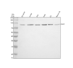 Western blot analysis of SV2C using anti-SV2C antibody. Electrophoresis was performed on a 10% SDS-PAGE gel at 80V (Stacking gel) / 120V (Resolving gel) for 2 hours. Lane 1: human SH-SY5Y whole cell lysates, Lane 2: human Jurkat whole cell lysates, Lane 3: human RT-4 whole cell lysates, Lane 4: human Hela whole cell lysates, Lane 5: rat C6 whole cell lysates, Lane 6: mouse Neoro-2a whole cell lysates. After electrophoresis, proteins were transferred to a nitrocellulose membrane at 150 mA for 50-90 minutes. Blocked the membrane with 5% non-fat milk/TBS for 1.5 hour at RT. The membrane was incubated with rabbit anti-SV2C antibody at 0.5 ug/ml overnight at 4oC, then washed with TBS-0.1%Tween 3 times with 5 minutes each and probed with a goat anti-rabbit IgG-HRP secondary antibody at a dilution of 1:5000 for 1.5 hour at RT. The signal was developed using an ECL Plus Western Blotting Substrate. The expected band size for SV2C is at 82 kDa.