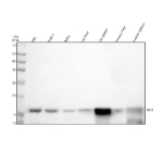 Western blot analysis of AIF1 using anti-AIF1 antibody recombinant rabbit mAb clone 31A74. Electrophoresis was performed on a 12% SDS-PAGE gel at 80V (Stacking gel) / 120V (Resolving gel) for 2 hours. Lane 1: human HEL whole cell lysates, Lane 2: human THP-1 whole cell lysates, Lane 3: human K562 whole cell lysates, Lane 4: rat liver tissue lysates, Lane 5: rat spleen tissue lysates, Lane 6: mouse liver tissue lysates, Lane 7: mouse spleen tissue lysates. After electrophoresis, proteins were transferred to a nitrocellulose membrane at 150 mA for 50-90 minutes. Blocked the membrane with 5% non-fat milk/TBS for 1.5 hour at RT. The membrane was incubated with rabbit anti-AIF1 antibody at 1: 500 overnight at 4oC, then washed with TBS-0.1%Tween 3 times with 5 minutes each and probed with a goat anti-rabbit IgG-HRP secondary antibody at a dilution of 1:5000 for 1.5 hour at RT. The signal was developed using an ECL Plus Western Blotting Substrate. A specific band was detected for AIF1 at approximately 17 kDa. The expected band size for IBA1/AIF1 is at 17 kDa.