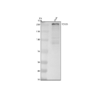 Western blot analysis of TCF20 using anti-TCF20 antibody. Electrophoresis was performed on a 8% SDS-PAGE gel at 80V (Stacking gel) / 120V (Resolving gel) for 2 hours. Lane 1: human SIHA whole cell lysates. After electrophoresis, proteins were transferred to a nitrocellulose membrane at 150 mA for 50-90 minutes. Blocked the membrane with 5% non-fat milk/TBS for 1.5 hour at RT. The membrane was incubated with rabbit anti-TCF20 antibody at 0.5 ug/ml overnight at 4oC, then washed with TBS-0.1%Tween 3 times with 5 minutes each and probed with a goat anti-rabbit IgG-HRP secondary antibody at a dilution of 1:5000 for 1.5 hour at RT. The signal was developed using an ECL Plus Western Blotting Substrate. Expected size of TCF20 ~212 kDa. Observed band at ~250 kDa in human SiHa cell lysate. Although the exact ~250 kDa size is not extensively documented in peer-reviewed Western blot literature, this size shift aligns with antibody supplier validation (observed ~250 kDa) and is consistent with post-translational modifications or isoform variation of this large transcriptional co-regulator.